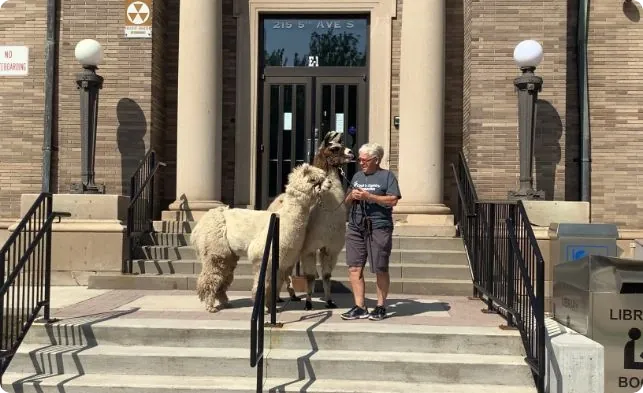 Man With Llamas on library steps